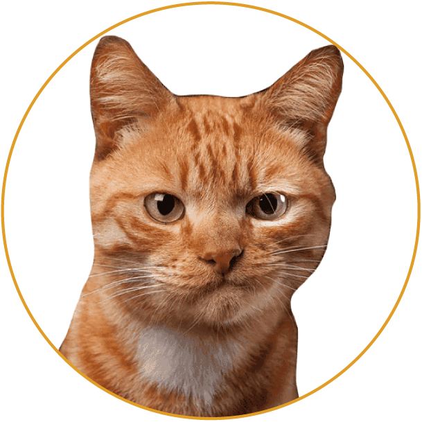 Projetos \ entregues em \ 5 países