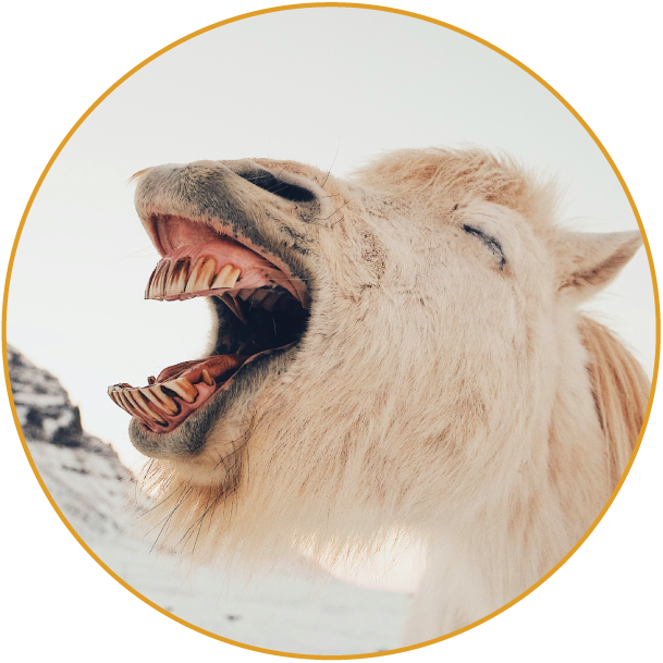 Clientes satisfeitos \ fidelizados e  \ recorrentes